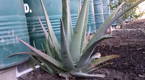 Planta de aloe
                                vera en el invernadero de fosa