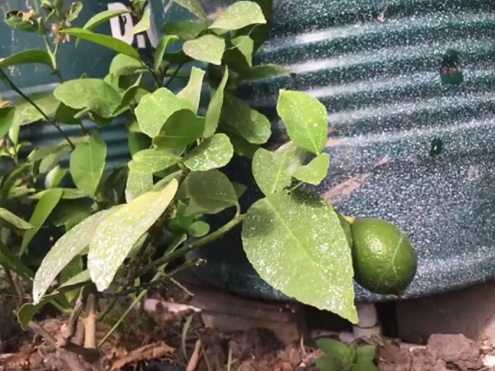 Limonero en el invernadero de
                                fosa