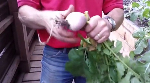 Nabo en el invernadero de fosa