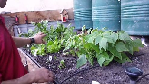 Zona de
                                ensaladas en el invernadero de fosa