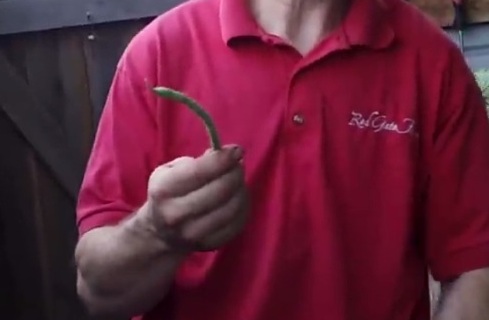 El granjero
                                con jud�a enana en su invernadero de
                                fosa