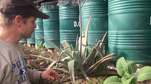 La
                                planta de aloe vera (s�bila) ha sufrido
                                da�os por heladas