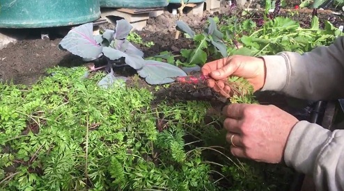 La zanahoria
                                peque�a todav�a tiene que crecer