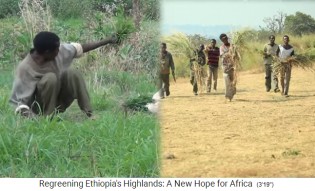 Provinz Amhara:
                      Gras wird geschnitten und nach Hause zum Vieh
                      gebracht