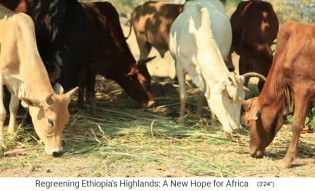 Prozinz Amhara: Die K�he am
                      Hof fressen gelegtes Gras 02 und geben MEHR Milch
                      als frei in der Landschaft