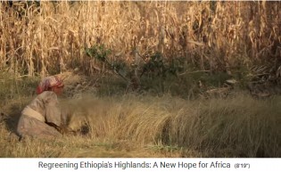 Getreidefeld im Hochland von �thiopien