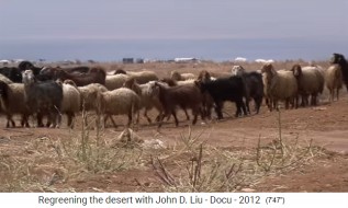 Jordania, un reba�o de ovejas en
                      tierra des�rtica 1