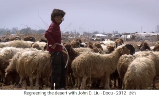 Jordania, un reba�o de ovejas en tierra
                      des�rtica 2 con barrios de pobres al fondo