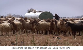 Jordania, un reba�o de
                      ovejas obtiene agua de un tanque de agua