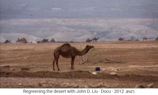 Jordania, los camellos en el
                      desierto comen el �ltimo resto