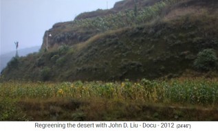 Ruanda, un campo de ma�z o un
                      campo de mijo en el valle