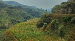 China, meseta de
                      Loess: en 2012 todo es plantado y regenerado