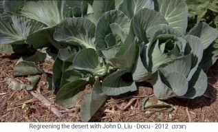 Jordania, Jard�n de permacultura con
                      col grande