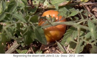 Jard�n de permacultura en Jordania,
                    maduran tomates