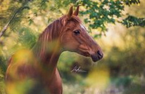 M�rchen: Eine
              Stute s�ugt Baby