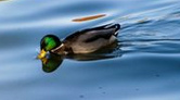 M�rchen: Ente im See