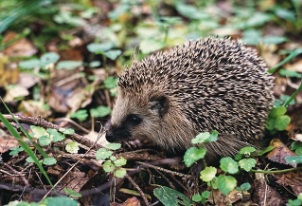 Igel im
                  Wald mit einem Spiegel