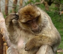 Affe
                  nachdenken alles gelogen