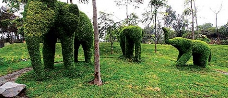 Escultura de seto de
                            animal en el parque Sinchi Roca 02,
                            elefantes, Lima, Per�