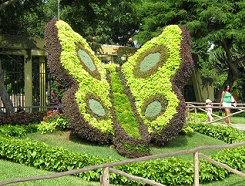 Tierplastiken aus
                      Hecken, Schmetterling 02 mit den Fl�geln,
                      Legendenpark (parque de las Leyendas), Lima, Peru