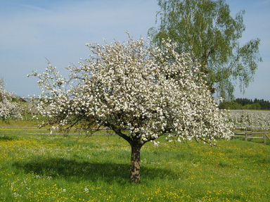Apfelbaum in Bl�te